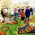 The commemorative planting of a 'Blanche Sweet' variety lilac