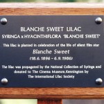 Close-up of the commemorative plaque for the 'Blanche Sweet' variety lilac