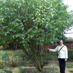 The 'Blanche Sweet' commorative lilac