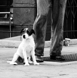 Small dog on a street, sitting next to his owner's feet